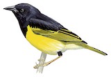 Clarke's Weaver Illustration