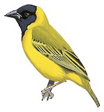 Black-headed Weaver Illustration