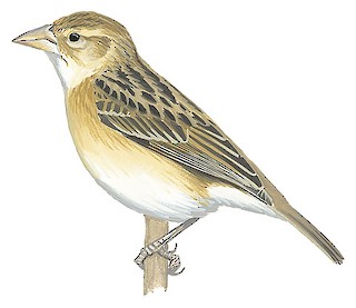 Ploceus rubiginosus rubiginosus