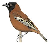 Chestnut Weaver Illustration