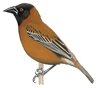 Ploceus rubiginosus trothae