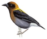 Golden-naped Weaver Illustration