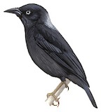 Maxwell's Black Weaver Illustration