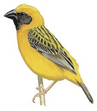 Asian Golden Weaver Illustration