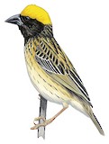 Streaked Weaver Illustration