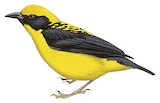 Yellow-capped Weaver Illustration