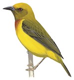 Olive-headed Weaver Illustration