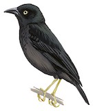 Yellow-legged Weaver Illustration