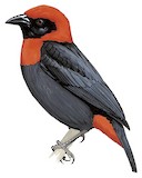 Red-vented Malimbe Illustration