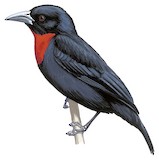 Blue-billed Malimbe Illustration