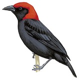 Red-headed Malimbe Illustration