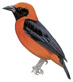 Red-bellied Malimbe Illustration