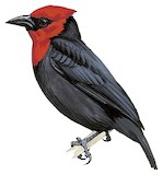 Crested Malimbe Illustration