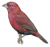 Black-bellied Firefinch Illustration