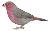 Bar-breasted Firefinch Illustration