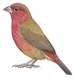 Red-billed Firefinch Illustration