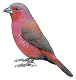 Rock Firefinch Illustration