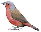 Chad Firefinch Illustration