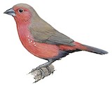 Jameson's Firefinch Illustration