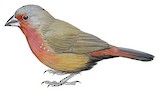 African Firefinch Illustration