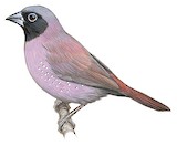 Black-faced Firefinch Illustration