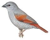 Red-winged Pytilia Illustration