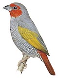 Yellow-winged Pytilia Illustration