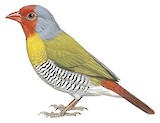 Green-winged Pytilia Illustration