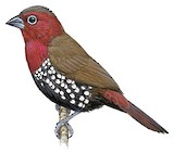 Red-throated Twinspot Illustration