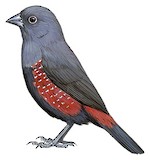 Dusky Twinspot Illustration