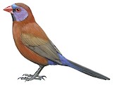 Violet-eared Waxbill Illustration