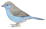 Blue Waxbill Illustration