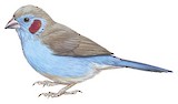 Red-cheeked Cordon-bleu Illustration