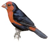 Grant's Bluebill Illustration