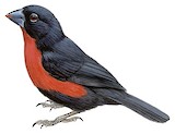 Western Bluebill Illustration