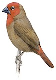 Lesser Seedcracker Illustration