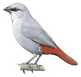 Lavender Waxbill Illustration