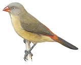 Anambra Waxbill Illustration