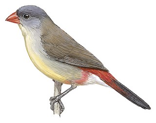 Estrilda paludicola benguellensis