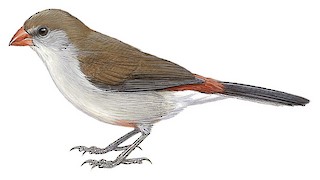 Estrilda paludicola marwitzi