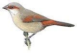 Crimson-rumped Waxbill Illustration