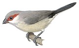 Arabian Waxbill Illustration