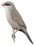 Black-lored Waxbill Illustration