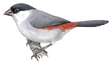 Black-crowned Waxbill Illustration