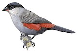 Black-headed Waxbill Illustration