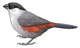 Kandt's Waxbill Illustration