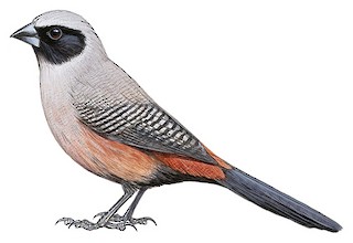 Brunhilda erythronotos delamerei