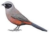 Black-faced Waxbill Illustration