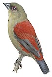 Abyssinian Crimsonwing Illustration