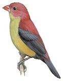 Shelley's Crimsonwing Illustration